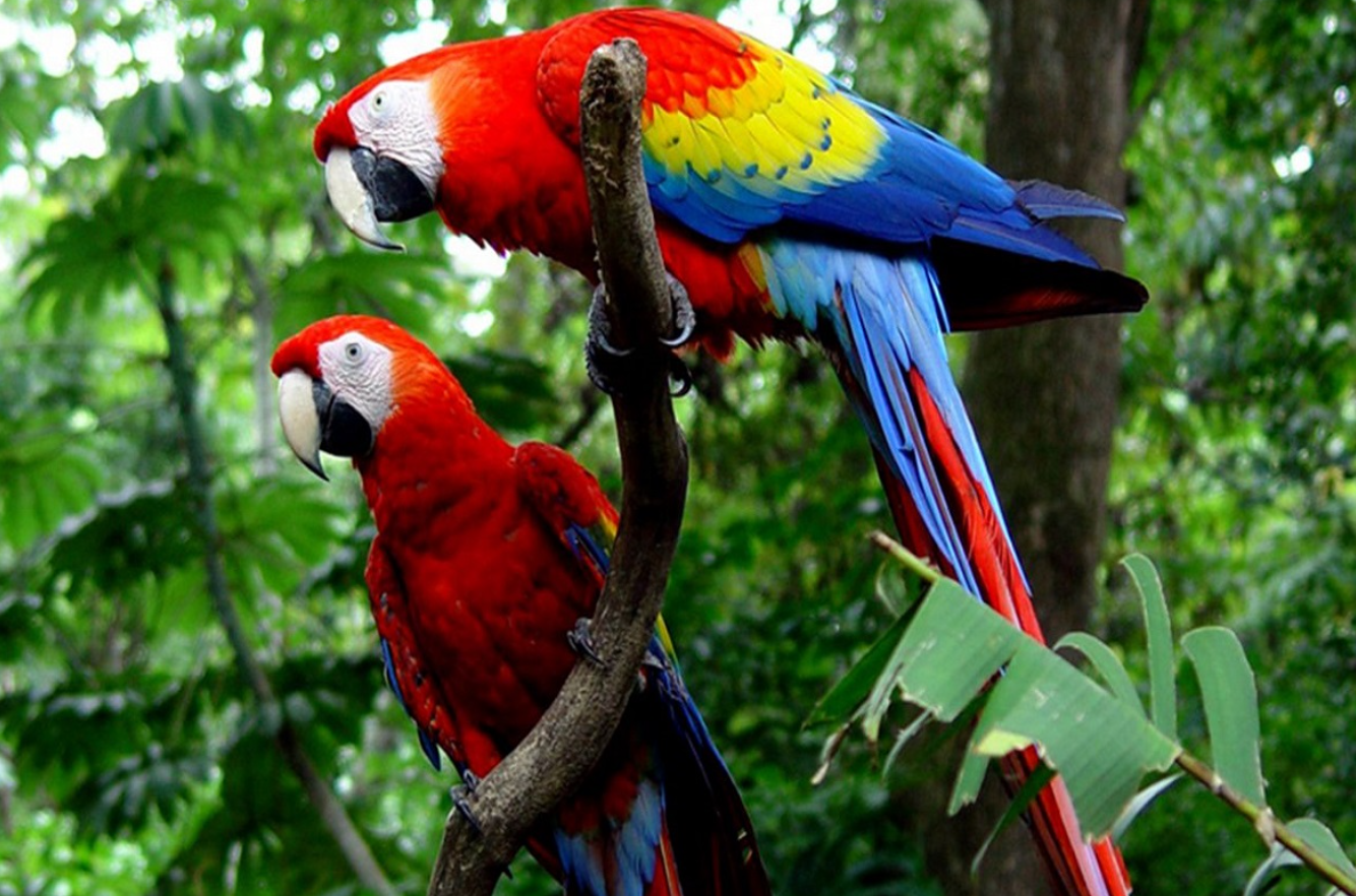 Costa Rica_birds