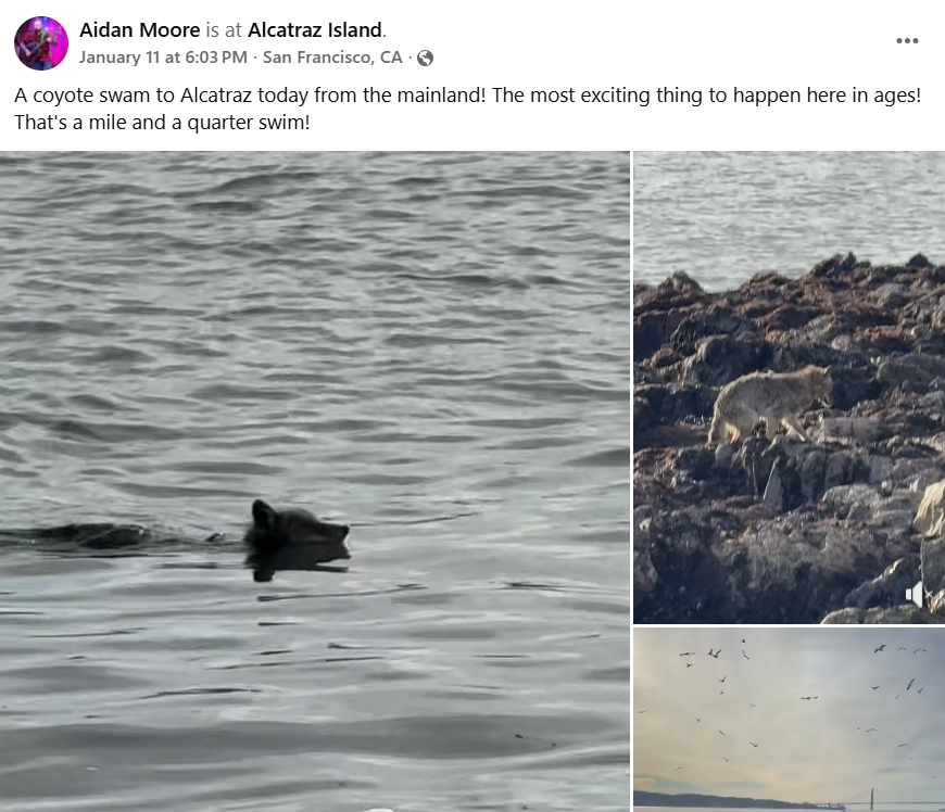 Coyote_Alcatraz Island