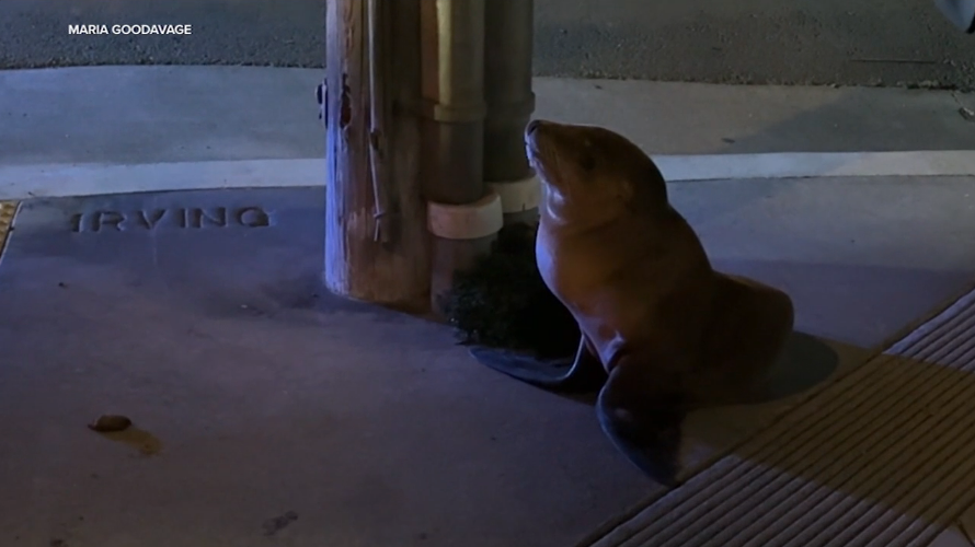 Sea Lion_San Francisco