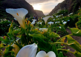 Calla-Lily-Valley