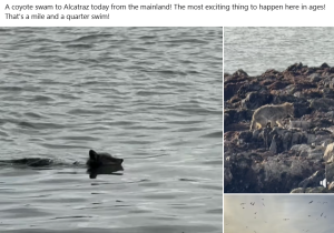 Coyote_Alcatraz Island