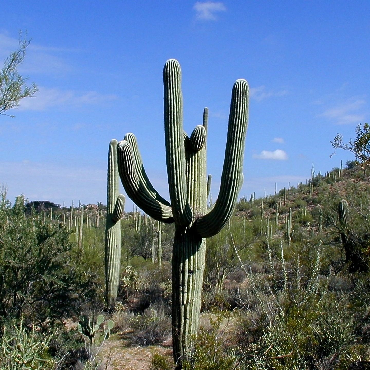 Saguaro National Park_2
