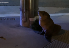 Sea Lion_San Francisco