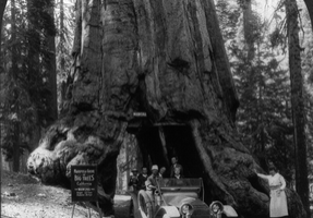 Wawona Tree_Yosemite_01
