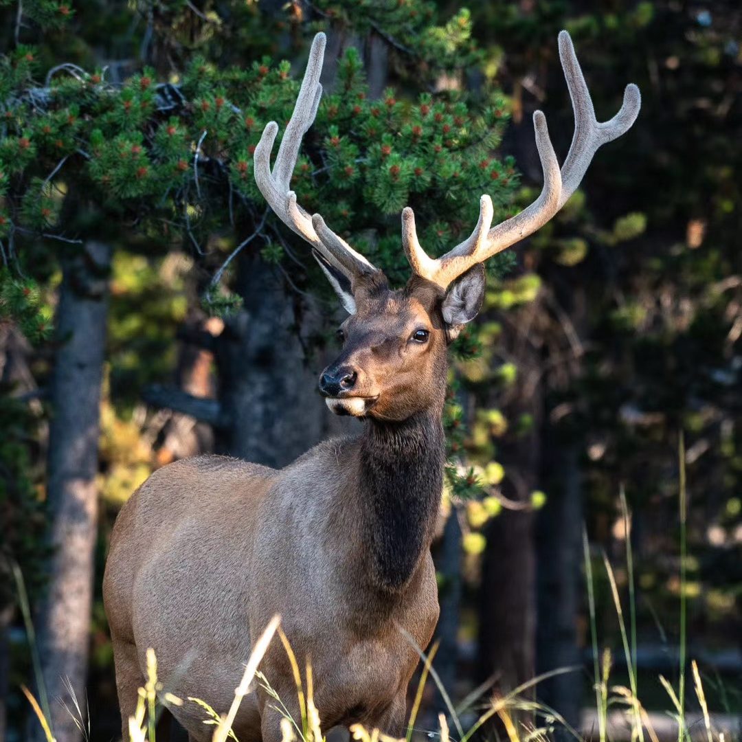 Yellowstone-NP_Jeff4